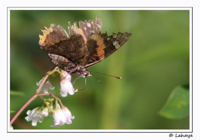 Vulcain (Vanessa Atalanta Rubria)