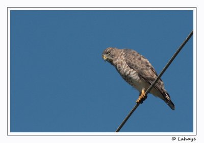 Petite buse / Broad-winged Hawk
