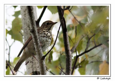 Grive solitaire  / Hermit Thrush