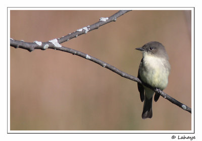 Moucherolle phbi / EasternPhoebe