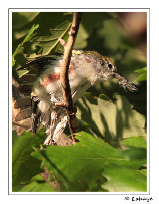 Paruline  flancs marron / Chestnut-sided Warbler