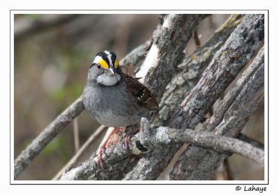 Bruant  gorge blanche - White-throated Sparrow