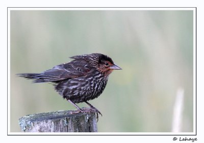 Carouge  paulettes / Fem / Red-winged Blackbird