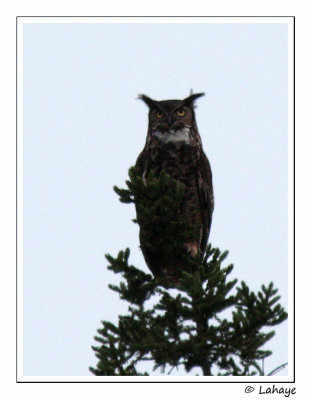 Grand Duc d'Amrique / Great Horned Owl