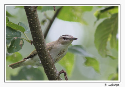Viro aux yeux rouges / Redeyed Vireo