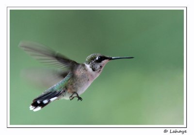 Colibri  gorge rubis / Male Imm / Ruby-throated Hummingbird