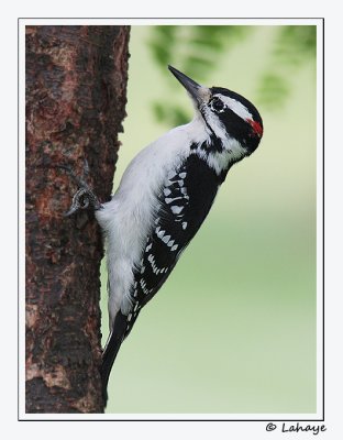 Pic chevelu / Male / Hairy Woodpecker