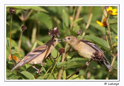 Chardonnerets jaunes / American Goldfinch