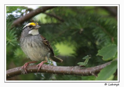 Bruant  gorge blanche / White-throated Sparrow