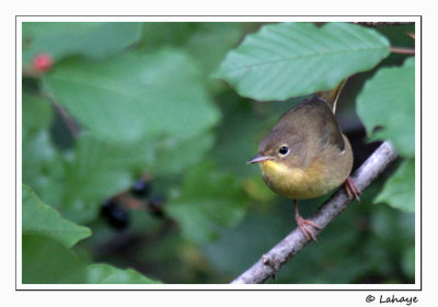 Paruline masque / Imm / Common Yellow-throated
