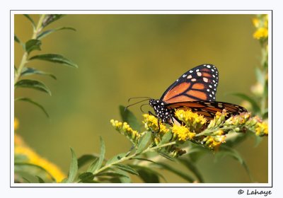 Monarque - Danaus Plexippus