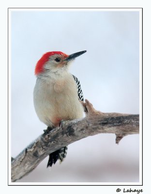 Pic  ventre roux / Male / Red-bellied Woodpecker