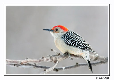 Pic  ventre roux / Male / Red-bellied Woodpecker