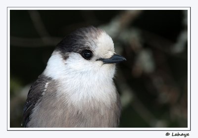 Mésangeai du Canada / Gray Jay
