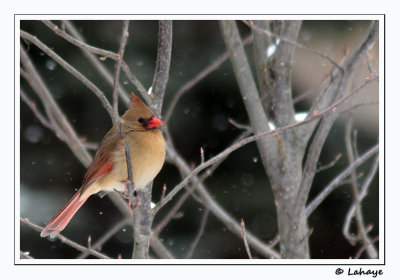 Cardinal rouge / fem / Northern Cardinal