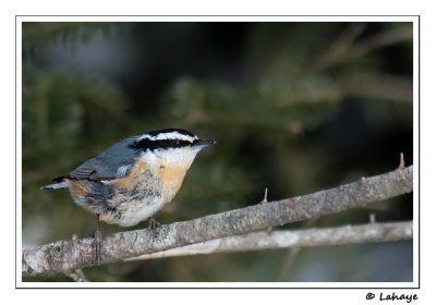 Sittelle  poitrine rousse / Red-Breasted Nuthatch