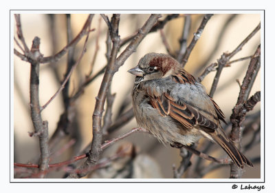 Moineau domestique / Male / House Sparrow
