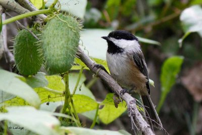 Mésange à tête noire / Black-capped Chikadee