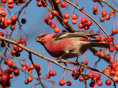 Male