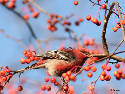 Male