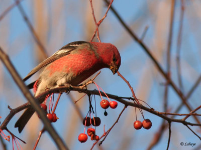 Male