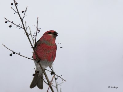 Male