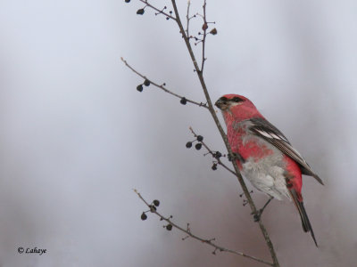 Male