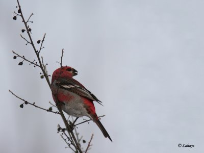 Male