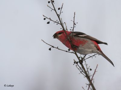 Male