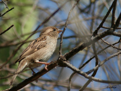 Moineau domestique femelle