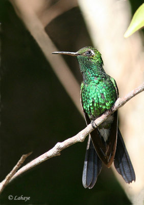 Colibri Émeraude de Ricord