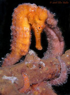 dive1613001o197c.jpg