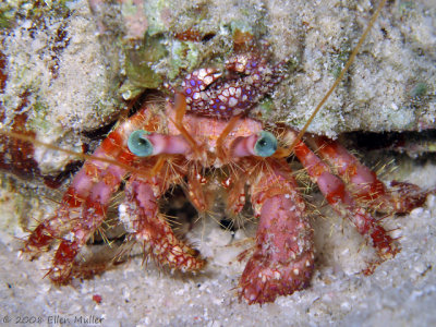 dive1820-059a197.jpg
