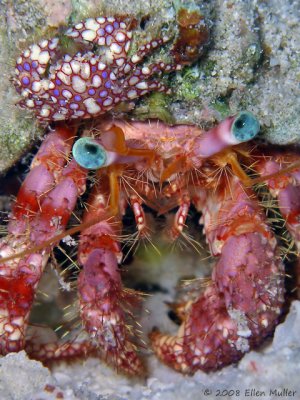 Stareye Hermit Crab with Porcellana sayana