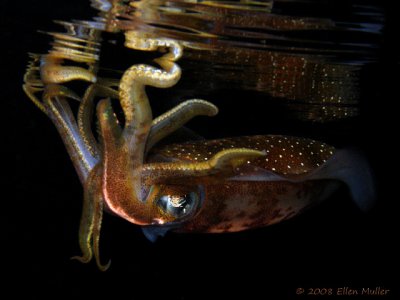 Squid Reflection