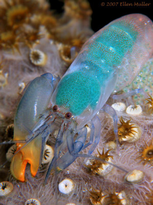 Snapping Shrimp