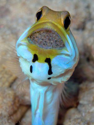 Jawfish with Eggs