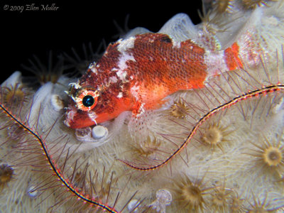 Deepreef Scorpionfish