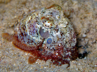 Caribbean Two Spot Octopus