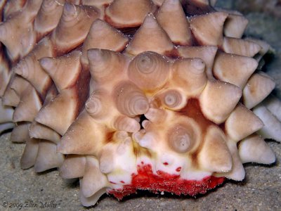 Conical Sea Cucumber