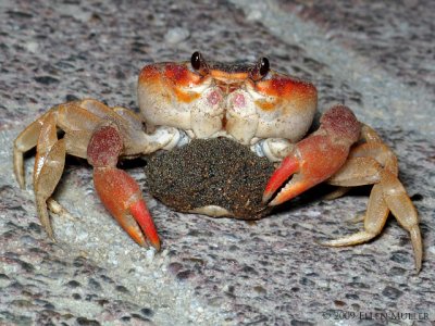 Land Crab w/Eggs