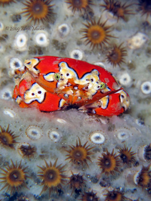 Gaudy Clown Crab