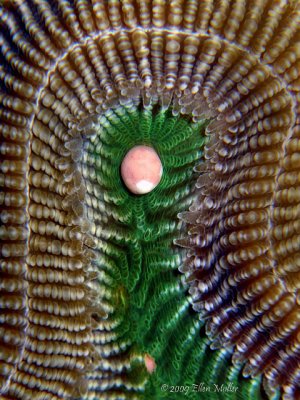 Brain Coral Egg