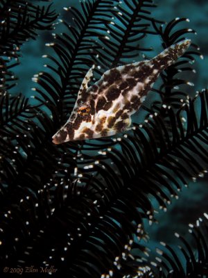 Filefish/Crinoid