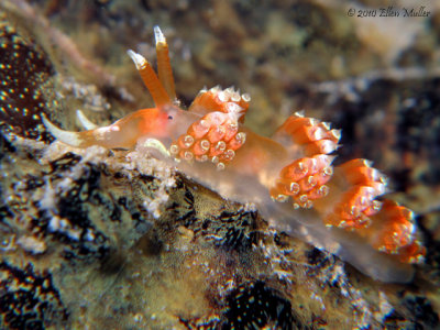 Long-Horn Nudibranch