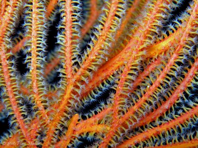 Coral Colors