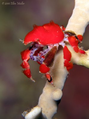 Cryptic Teardrop Crab