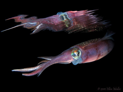 Squid Reflection