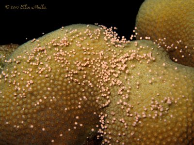 Lobed Star Coral Spawning