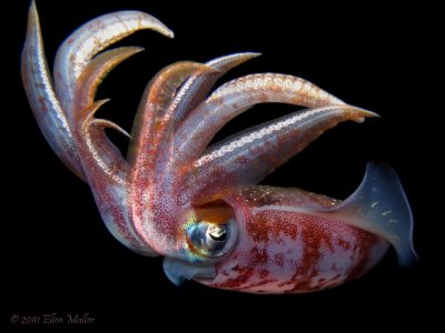 Squid Without Reflection